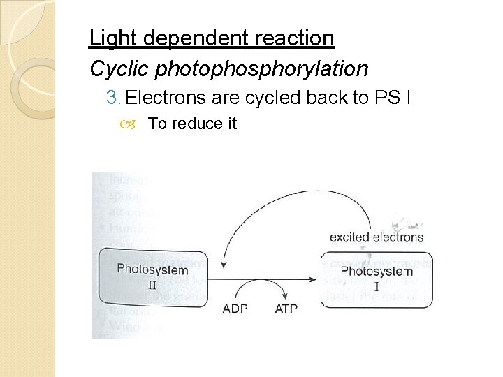 Light dependent reaction Cyclic photophosphorylation 3. Electrons are cycled back to PS I To