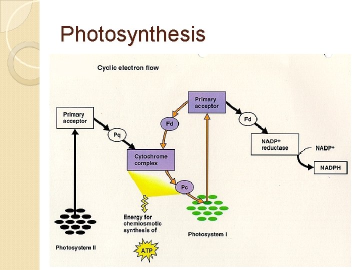 Photosynthesis 