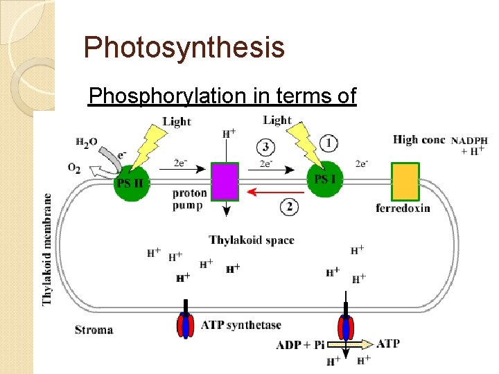 Photosynthesis Phosphorylation in terms of chemiosmosis 