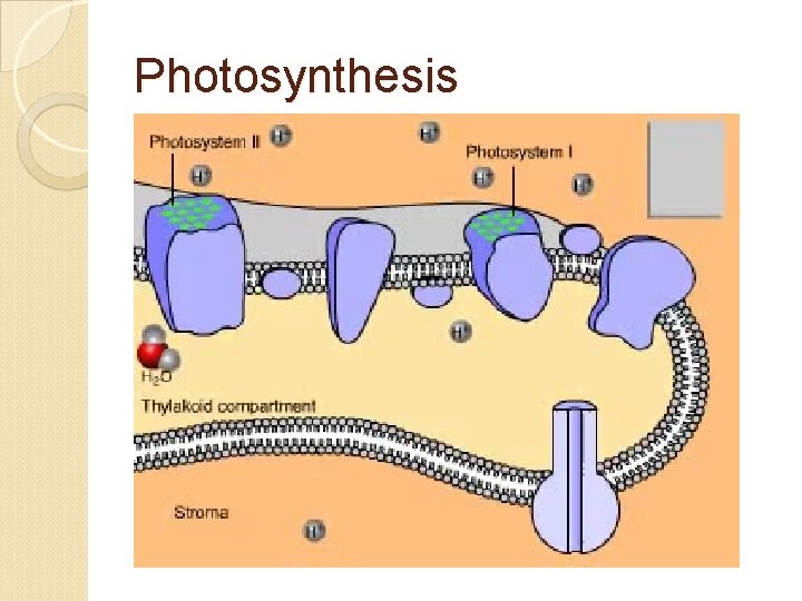 Photosynthesis 