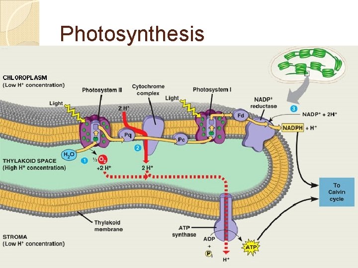 Photosynthesis 