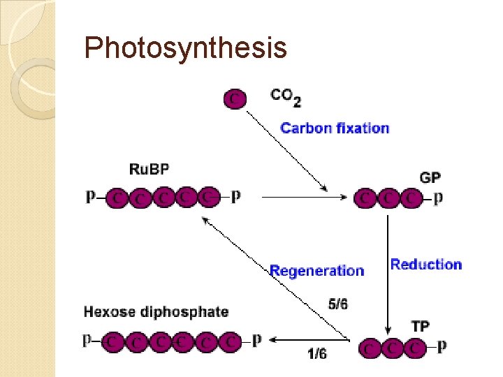 Photosynthesis 
