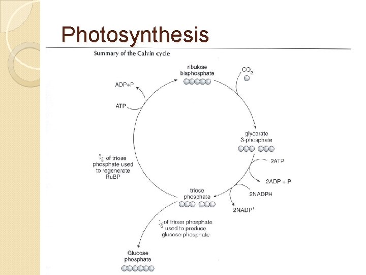 Photosynthesis 