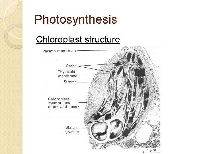 Photosynthesis Chloroplast structure 