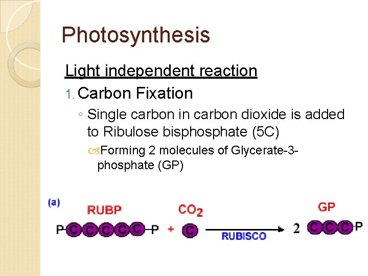 Photosynthesis Light independent reaction 1. Carbon Fixation ◦ Single carbon in carbon dioxide is