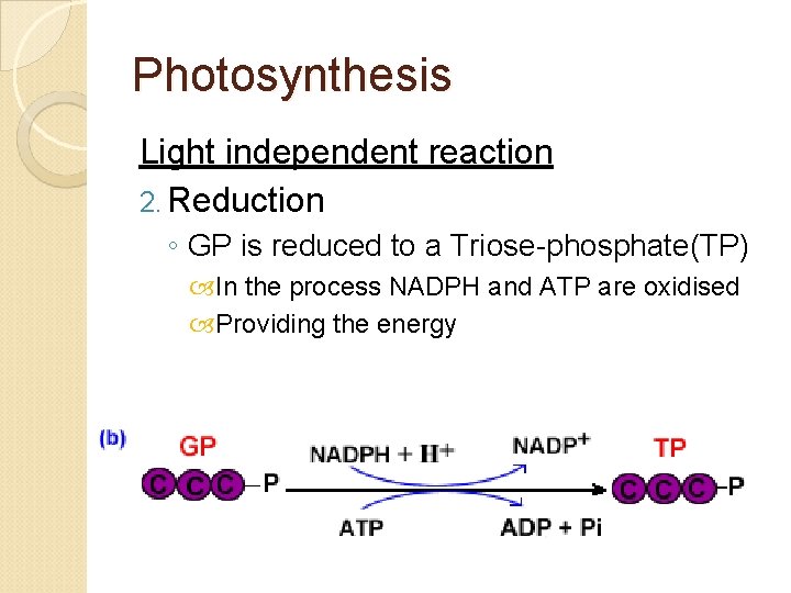 Photosynthesis Light independent reaction 2. Reduction ◦ GP is reduced to a Triose-phosphate(TP) In