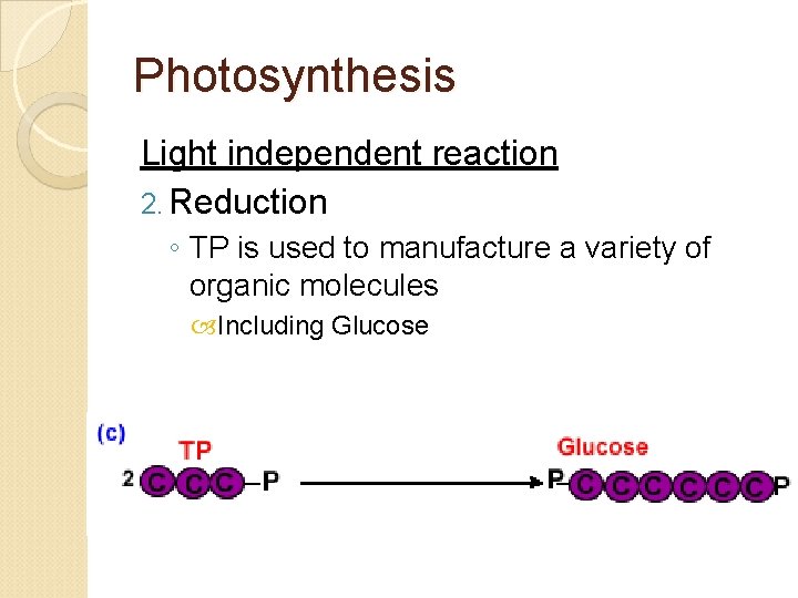 Photosynthesis Light independent reaction 2. Reduction ◦ TP is used to manufacture a variety