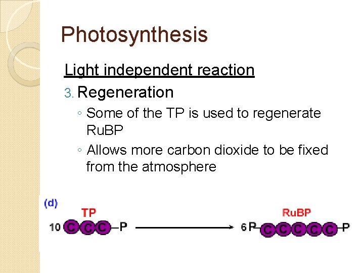 Photosynthesis Light independent reaction 3. Regeneration ◦ Some of the TP is used to