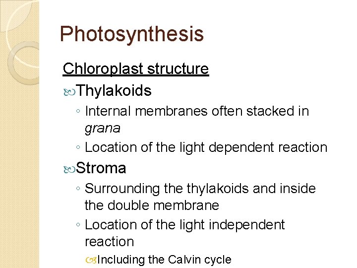 Photosynthesis Chloroplast structure Thylakoids ◦ Internal membranes often stacked in grana ◦ Location of