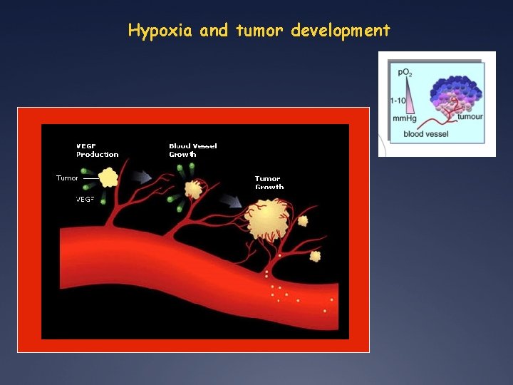 Reactive oxygen species and the Hypoxiainducible Factor signaling