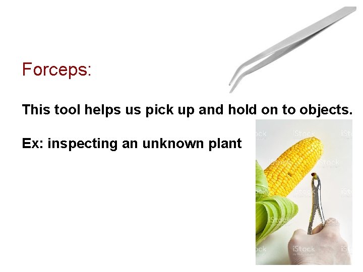 Forceps: This tool helps us pick up and hold on to objects. Ex: inspecting