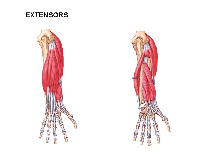 EXTENSORS 