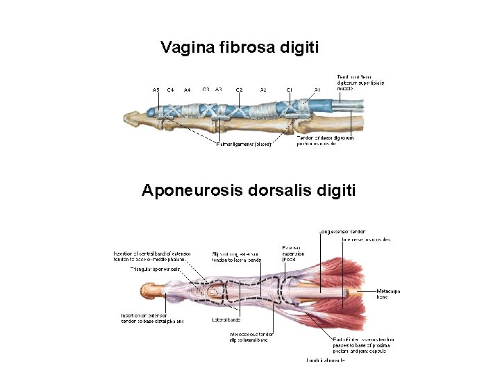 Vagina fibrosa digiti Aponeurosis dorsalis digiti 