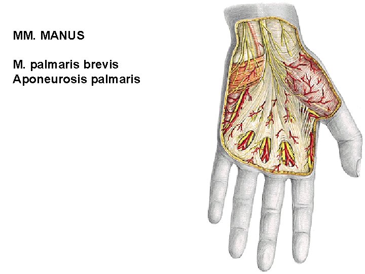 MM. MANUS M. palmaris brevis Aponeurosis palmaris 