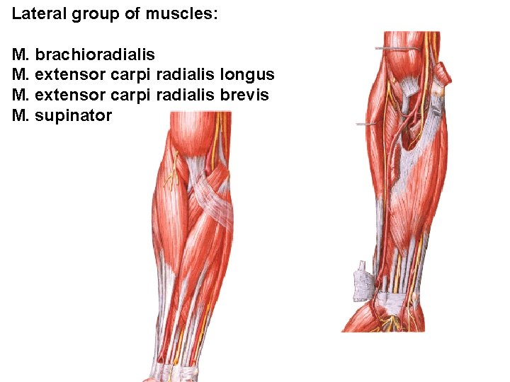 Lateral group of muscles: M. brachioradialis M. extensor carpi radialis longus M. extensor carpi