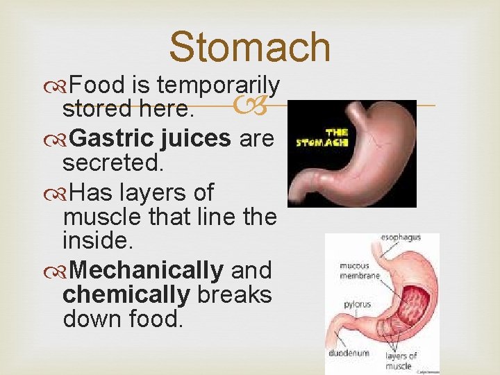Stomach Food is temporarily stored here. Gastric juices are secreted. Has layers of muscle