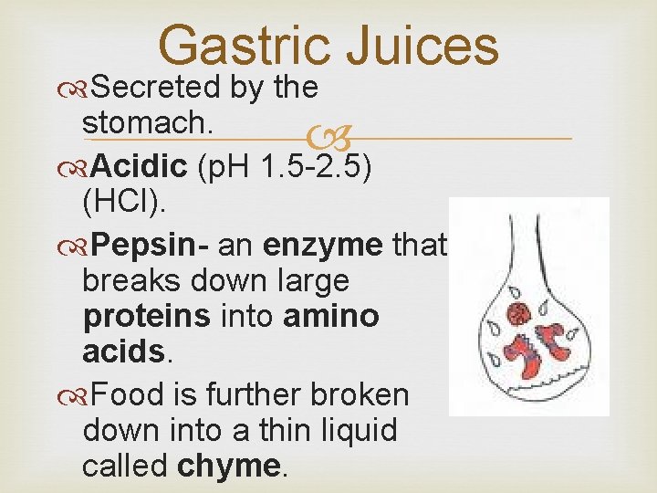 Gastric Juices Secreted by the stomach. Acidic (p. H 1. 5 -2. 5) (HCl).