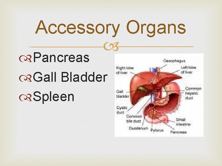 Accessory Organs Pancreas Gall Bladder Spleen 
