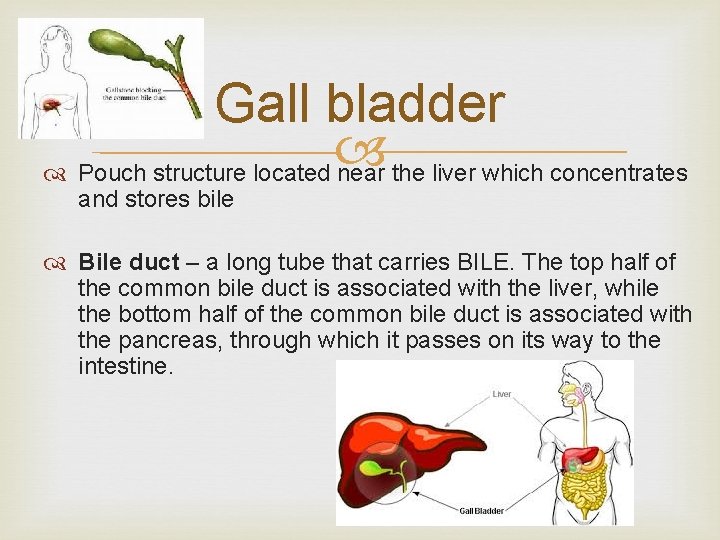 Gall bladder Pouch structure located near the liver which concentrates and stores bile Bile