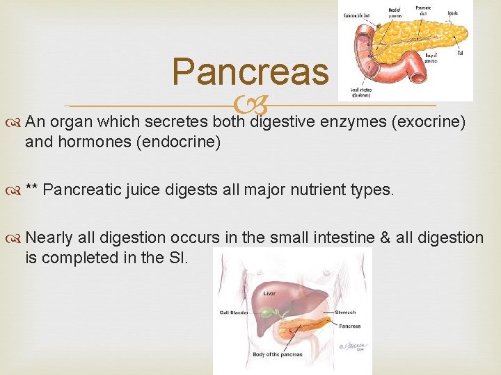 Pancreas An organ which secretes both digestive enzymes (exocrine) and hormones (endocrine) ** Pancreatic