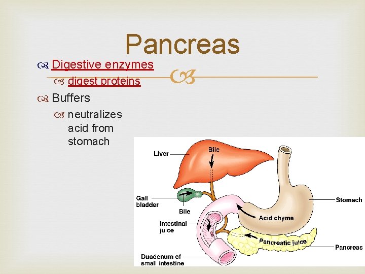 Pancreas Digestive enzymes digest proteins Buffers neutralizes acid from stomach 