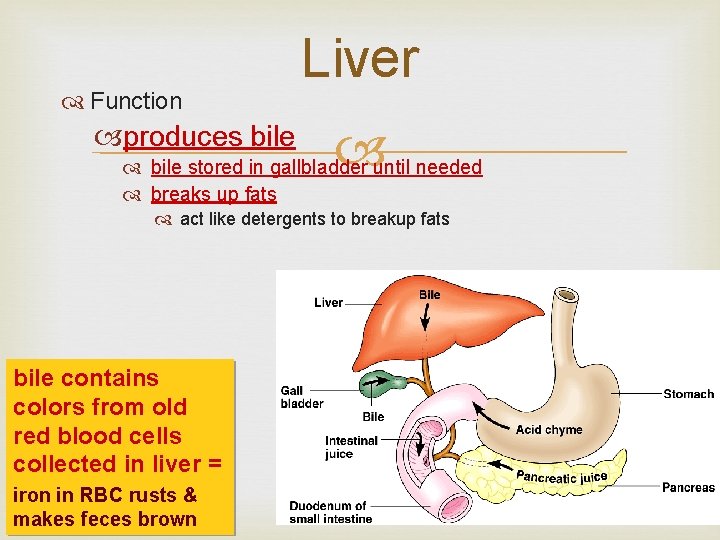  Function produces bile Liver bile stored in gallbladder until needed breaks up fats