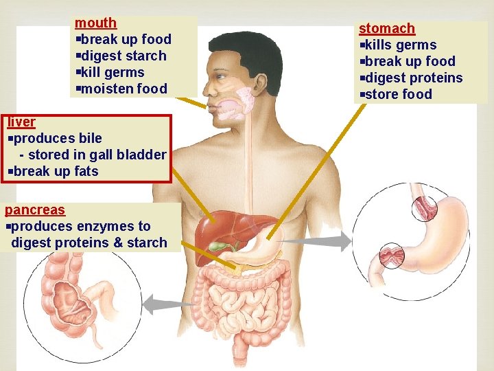 mouth break up food digest starch kill germs moisten food liver produces bile -