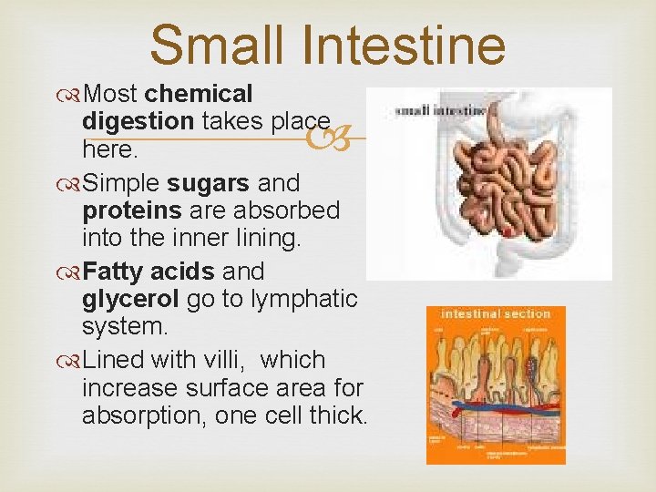 Small Intestine Most chemical digestion takes place here. Simple sugars and proteins are absorbed