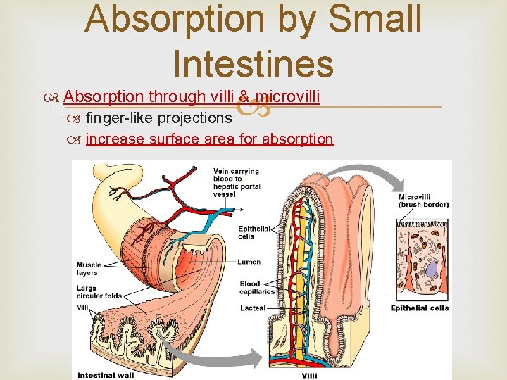 Absorption by Small Intestines Absorption through villi & microvilli finger-like projections increase surface area