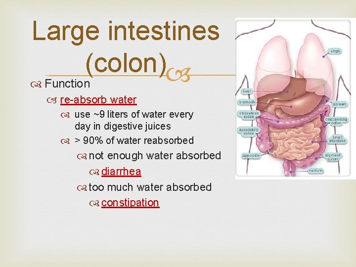 Large intestines (colon) Function re-absorb water use ~9 liters of water every day in