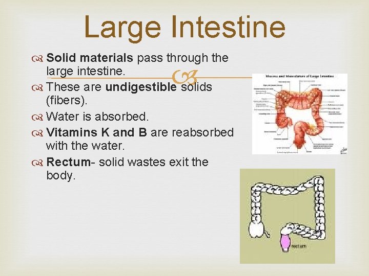 Large Intestine Solid materials pass through the large intestine. These are undigestible solids (fibers).