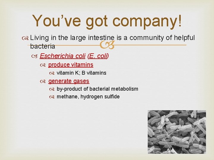 You’ve got company! Living in the large intestine is a community of helpful bacteria