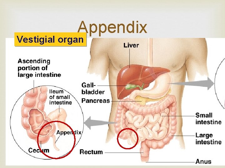 Appendix Vestigial organ 