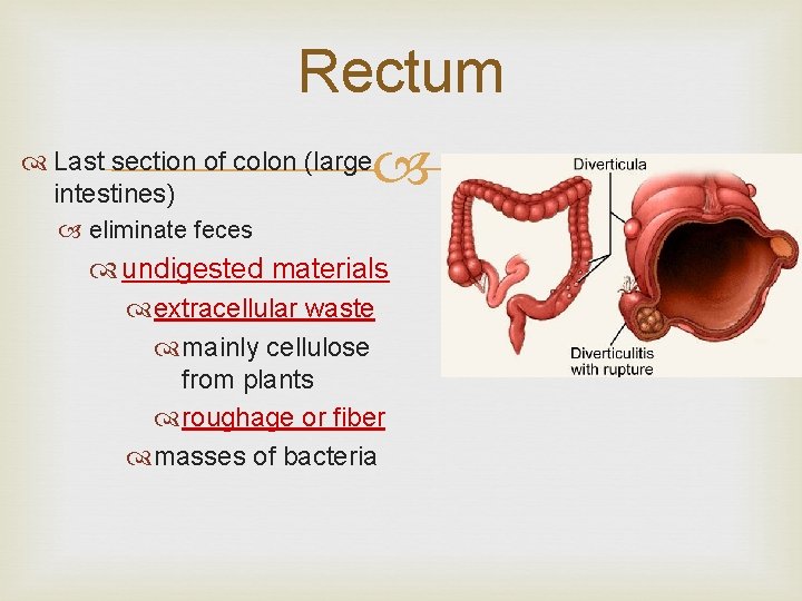 Rectum Last section of colon (large intestines) eliminate feces undigested materials extracellular waste mainly