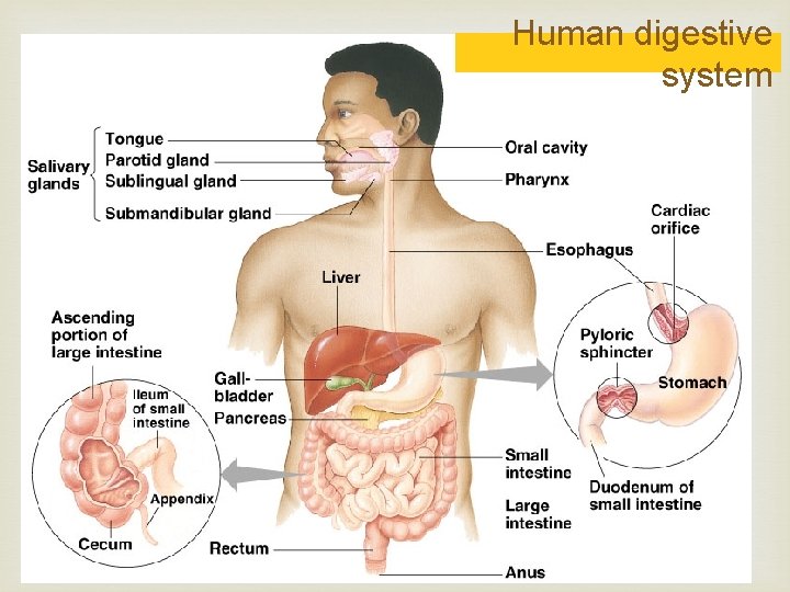 Human digestive system 