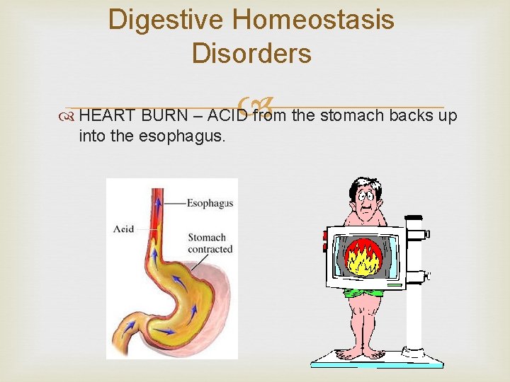 Digestive Homeostasis Disorders HEART BURN – ACID from the stomach backs up into the