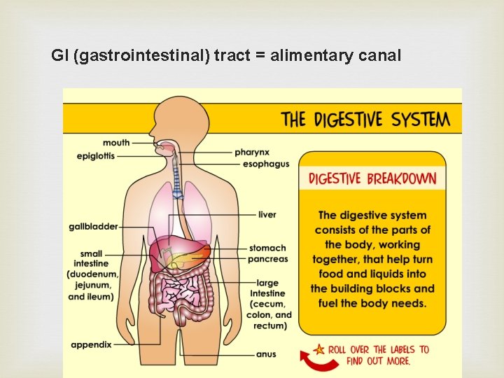 GI (gastrointestinal) tract = alimentary canal 