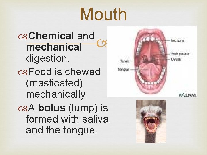 Mouth Chemical and mechanical digestion. Food is chewed (masticated) mechanically. A bolus (lump) is