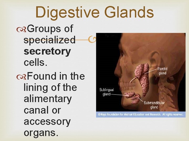 Digestive Glands Groups of specialized secretory cells. Found in the lining of the alimentary