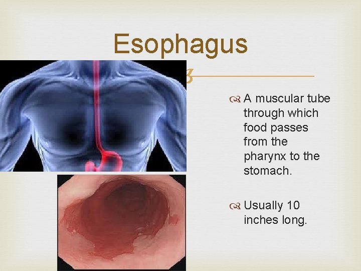 Esophagus A muscular tube through which food passes from the pharynx to the stomach.