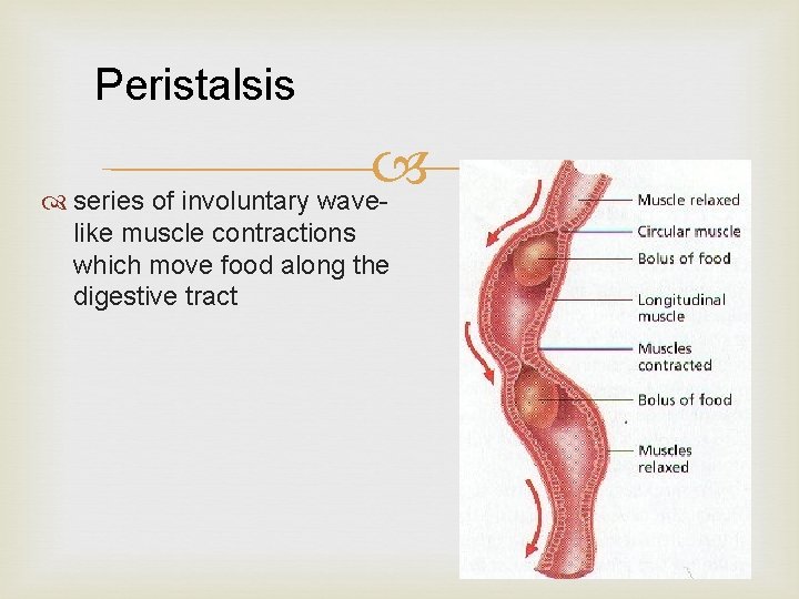 Peristalsis series of involuntary wavelike muscle contractions which move food along the digestive tract