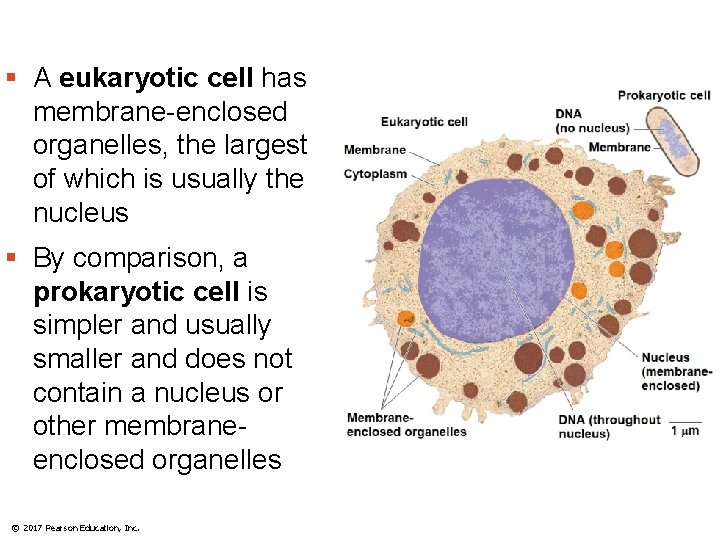 § A eukaryotic cell has membrane-enclosed organelles, the largest of which is usually the