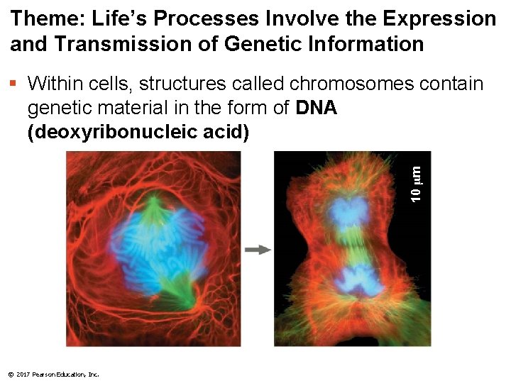 Theme: Life’s Processes Involve the Expression and Transmission of Genetic Information 10 μm §