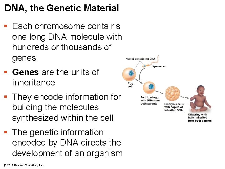 DNA, the Genetic Material § Each chromosome contains one long DNA molecule with hundreds