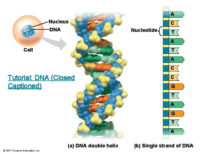 A Nucleus DNA C Nucleotide T A Cell T A C Tutorial: DNA (Closed