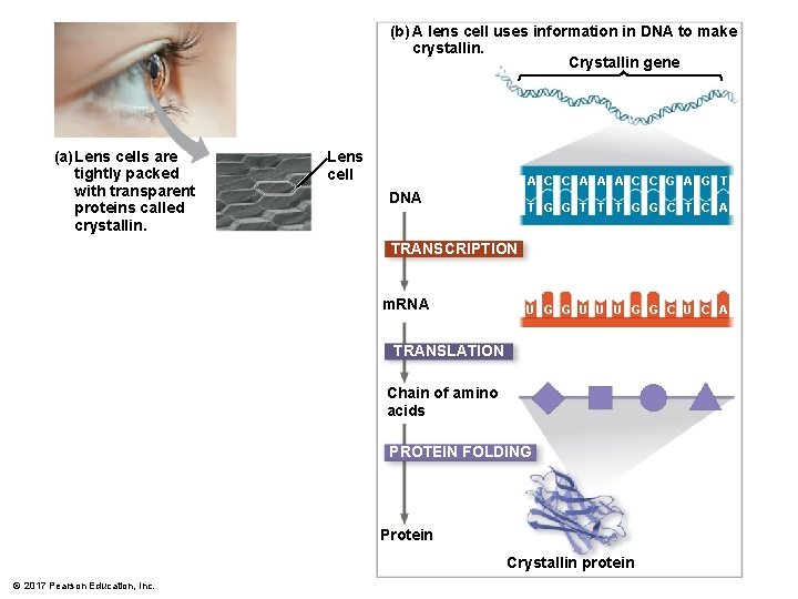 (b) A lens cell uses information in DNA to make crystallin. Crystallin gene (a)