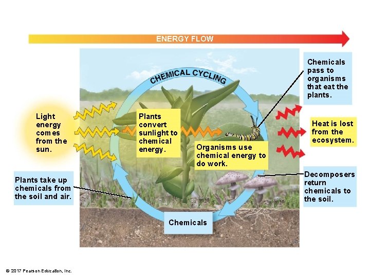 ENERGY FLOW Chemicals pass to organisms that eat the plants. Light energy comes from