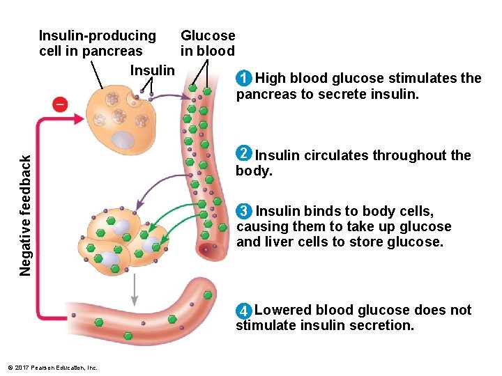 Negative feedback Insulin-producing Glucose cell in pancreas in blood Insulin 1 High blood glucose