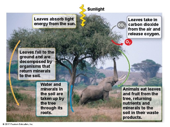 Sunlight Leaves absorb light energy from the sun. CO 2 Leaves take in carbon