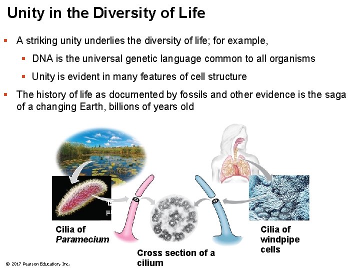 Unity in the Diversity of Life § A striking unity underlies the diversity of